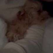 ヒメ日記 2026/01/26 13:21 投稿 姫咲りん Muteki Platinum