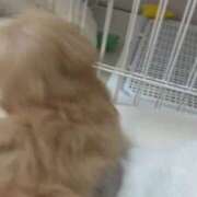 ヒメ日記 2026/02/21 20:21 投稿 姫咲りん Muteki Platinum