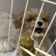 ヒメ日記 2026/02/22 19:05 投稿 姫咲りん Muteki Platinum