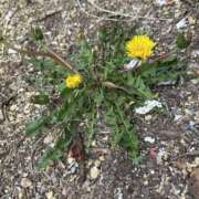 ヒメ日記 2026/04/19 16:31 投稿 姫咲りん Muteki Platinum