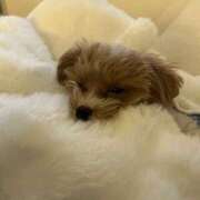 ヒメ日記 2026/04/19 21:32 投稿 姫咲りん Muteki Platinum