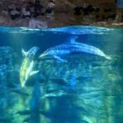 白咲 みう 最終枠空いてるよ🌙 アリス女学院 日本橋校