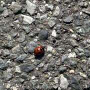 ヒメ日記 2026/02/14 15:02 投稿 ほなみ 成田人妻花壇