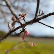 ヒメ日記 2026/02/20 09:03 投稿 ほなみ 成田人妻花壇