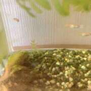 ほなみ なんだか寂しい😔 成田人妻花壇