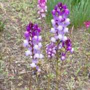 ヒメ日記 2026/03/27 18:20 投稿 ほなみ 成田人妻花壇