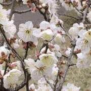 ヒメ日記 2026/02/16 13:45 投稿 かんな 谷町人妻ゴールデン倶楽部