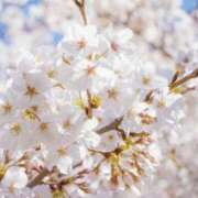 ヒメ日記 2026/04/02 10:20 投稿 かんな 谷町人妻ゴールデン倶楽部