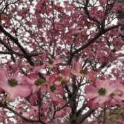 ヒメ日記 2026/04/15 15:20 投稿 かんな 谷町人妻ゴールデン倶楽部