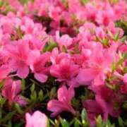 ヒメ日記 2026/04/12 22:27 投稿 つつじ 電マナイザー イラマチオン