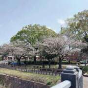 ヒメ日記 2026/04/02 14:53 投稿 あゆ 石庭