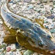 ヒメ日記 2025/12/31 18:09 投稿 うた SUZUME