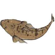 ヒメ日記 2026/03/23 19:09 投稿 うた SUZUME