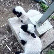 もえ【店推し特待生】 🐑子羊見てきた日🐾 もえたく