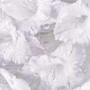 ヒメ日記 2025/12/10 16:48 投稿 真田余花 お姉さんCLUB