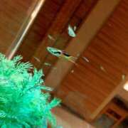 ヒメ日記 2025/12/14 13:19 投稿 真田余花 お姉さんCLUB