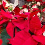 ヒメ日記 2025/12/26 21:04 投稿 真田余花 お姉さんCLUB