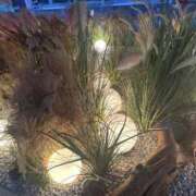 ヒメ日記 2025/12/11 09:13 投稿 チナ バニーコレクション秋田店