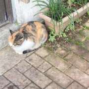 ヒメ日記 2025/12/21 08:43 投稿 チナ バニーコレクション秋田店