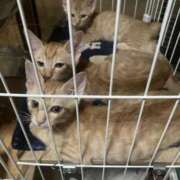 ヒメ日記 2026/08/13 10:22 投稿 チナ バニーコレクション秋田店