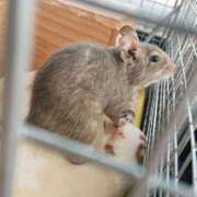 ヒメ日記 2025/12/30 23:53 投稿 おと 錦糸町人妻セレブリティ（ユメオト）