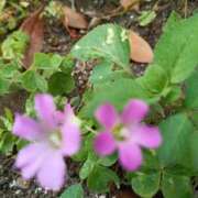 ヒメ日記 2026/04/17 05:39 投稿 知念 くみ HANA-okinawa-