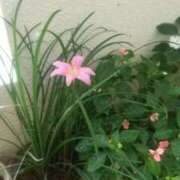 ヒメ日記 2026/04/24 07:48 投稿 知念 くみ HANA-okinawa-