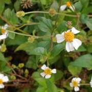 知念 くみ 知ってる？ HANA-okinawa-