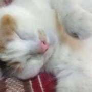 ヒメ日記 2026/05/17 09:18 投稿 知念 くみ HANA-okinawa-