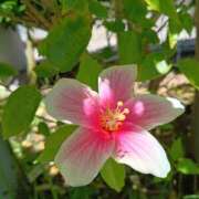 ヒメ日記 2026/08/10 13:43 投稿 知念 くみ HANA-okinawa-