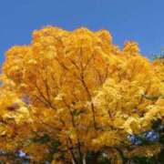 ヒメ日記 2025/12/08 08:15 投稿 しほ ギン妻パラダイス 和歌山店