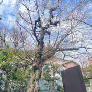 ヒメ日記 2026/03/23 13:20 投稿 みつは コートダジュール