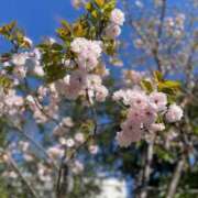 ヒメ日記 2026/04/08 15:19 投稿 みつは コートダジュール