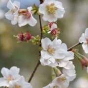 ヒメ日記 2026/04/09 15:29 投稿 もも 所沢東村山ちゃんこ