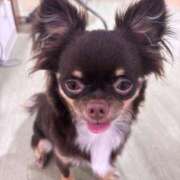 ちわわ 名前の由来^ᴥ^ 完全密室 無抵抗