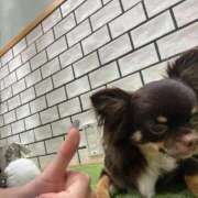 ヒメ日記 2026/02/01 16:33 投稿 ちわわ 完全密室 無抵抗