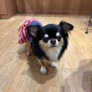 ヒメ日記 2026/04/07 16:33 投稿 ちわわ 完全密室 無抵抗