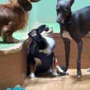 ヒメ日記 2026/04/15 16:09 投稿 ちわわ 完全密室 無抵抗