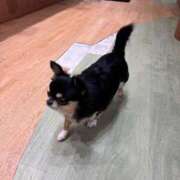 ヒメ日記 2026/04/18 01:18 投稿 ちわわ 完全密室 無抵抗