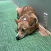 ヒメ日記 2026/09/18 23:21 投稿 ちわわ 完全密室 無抵抗