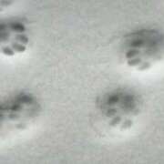 ヒメ日記 2026/01/30 11:24 投稿 ゆゆ モアグループ川越人妻花壇