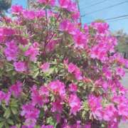 ヒメ日記 2026/04/28 12:38 投稿 ゆゆ モアグループ川越人妻花壇