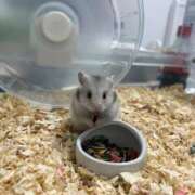 ヒメ日記 2026/02/10 23:52 投稿 NANA【エメラルドランク】 アイドルオーディション