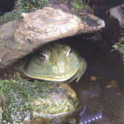 ヒメ日記 2026/04/18 13:45 投稿 しょうこ 性腺熟女100％鶯谷（デリヘル市場）