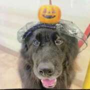 ヒメ日記 2026/01/19 19:22 投稿 ないき スピードエコ難波店