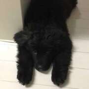 ヒメ日記 2026/01/31 20:22 投稿 ないき スピードエコ難波店