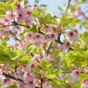 しのぶ 今しか見れない🌸🍃 渋谷蘭の会