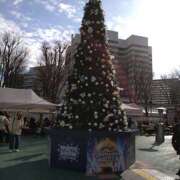 ヒメ日記 2025/12/15 18:38 投稿 さくら パイの巣