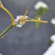 ヒメ日記 2026/01/04 12:06 投稿 宮澤祐里 五十路マダムエクスプレス船橋店(カサブランカグループ)