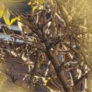 ヒメ日記 2026/01/14 12:04 投稿 宮澤祐里 五十路マダムエクスプレス船橋店(カサブランカグループ)